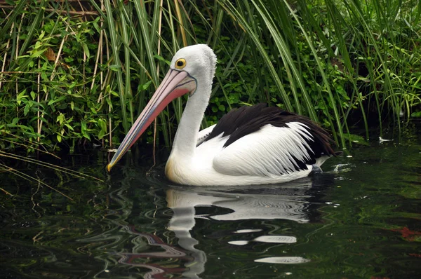 Güzel Pelikan Havuzda Yüzme Beyaz Pelikan Kuşu Yüzme Tropikal Birikintisi — Stok fotoğraf