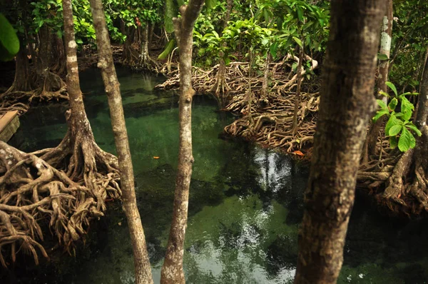 Água Transparente Lagoa Tropical Selvagem Rio Cima Tiro Água Clara — Fotografia de Stock