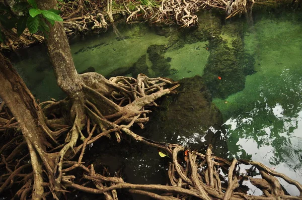 Água Transparente Lagoa Tropical Selvagem Rio Cima Tiro Água Clara — Fotografia de Stock