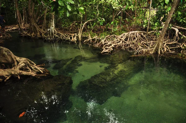 Água Transparente Lagoa Tropical Selvagem Rio Cima Tiro Água Clara — Fotografia de Stock