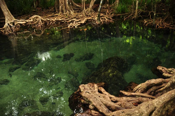 マングローブの木の根の周りに小さな湖の水をオフに野生の熱帯池や川 上のショットからで透明な水 — ストック写真