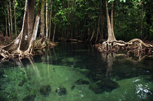 マングローブの木の根の周りに小さな湖の水をオフに野生の熱帯池や川 上のショットからで透明な水 — ストック写真