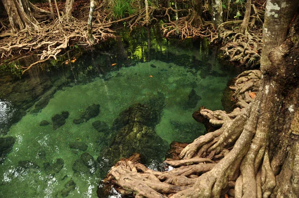 Água Transparente Lagoa Tropical Selvagem Rio Cima Tiro Água Clara — Fotografia de Stock