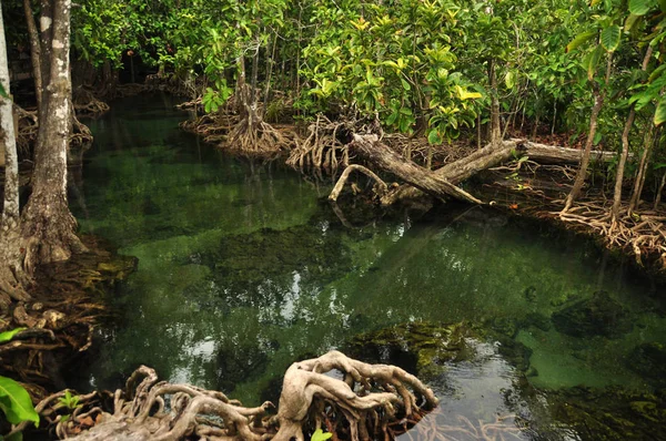 Água Transparente Lagoa Tropical Selvagem Rio Cima Tiro Água Clara — Fotografia de Stock