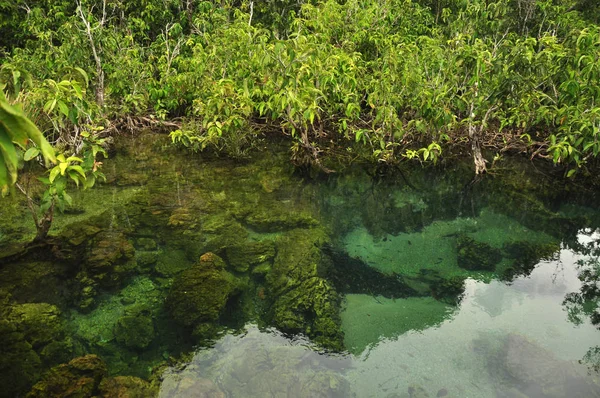 マングローブの木の根の周りに小さな湖の水をオフに野生の熱帯池や川 上のショットからで透明な水 — ストック写真