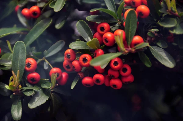 Closeup of exotic growing plant berries. Closeup shot of growing Chinese firethorn plant with bright red berries