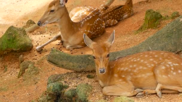 Wildlife scen. Ung trädor whitetail rådjur, vilda däggdjur djur i skogen kring. Fläckig, Chitals, vahab, Axis — Stockvideo