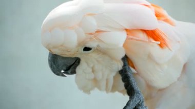 Mölük veya şemsiye kakadu. Beyaz papağan, Endonezya Adaları tropikal yağmur ormanları için egzotik endemik kuş portresi