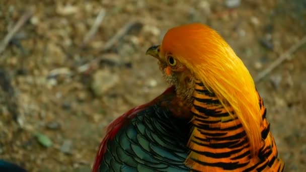 Çin kırmızı altın sülün, Chrysolophus Pictus açık havada muhteşem şık erkek. gerçek doğada vahşi egzotik kuş — Stok video
