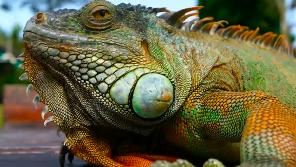 Sleeping dragon. Close-up portrait of resting vibrant Lizard. Selective focus. Green Iguana native to tropical areas — Stock Video