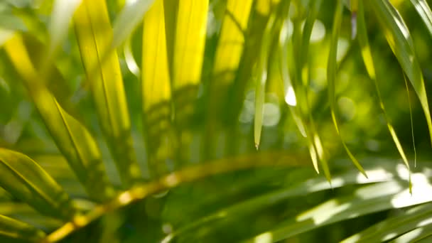 Θάμπωμα τροπικούς φοίνικες πράσινο φύλλο με φως του ήλιου, αφηρημένη φυσικό υπόβαθρο με bokeh. Defocused πλούσιο φύλλωμα — Αρχείο Βίντεο