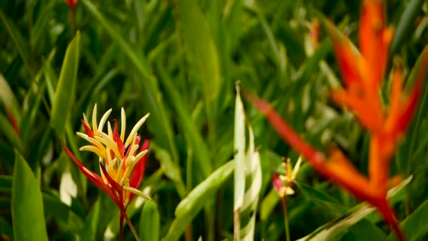 Orange und gelb heliconia, strelitzia, vogelparadies macro close-up, grüner hintergrund. exotische tropische blühende Blume — Stockvideo