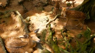 Yaban hayatı sahne. Genç whitetail geyik, orman çevreleyen içinde yabani memeli hayvanlar hayvan nadas. Benekli, Chitals, Cheetal, eksen