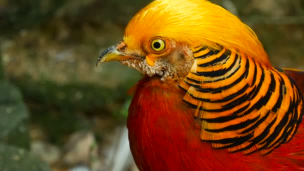 Magnífico y elegante macho de faisán rojo dorado chino, Chrysolophus Pictus al aire libre. aves exóticas silvestres en la naturaleza real — Vídeo de stock