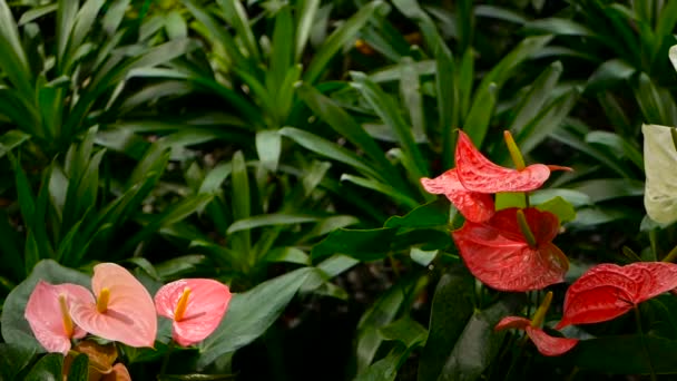 Wilde zarte giftige Calla-Lilie mit gelben Staubgefäßen, die im Garten als natürlicher floraler Hintergrund blühen. — Stockvideo