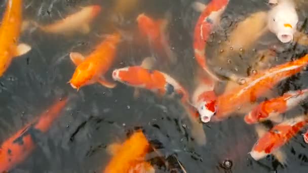 Vibrante colorato giapponese Koi Carp pesci nuotare nel laghetto giardino tradizionale. Carpe cinesi di fantasia sotto la superficie dell'acqua . — Video Stock