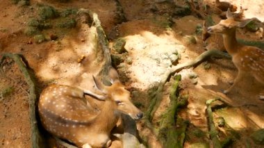 Yaban hayatı sahne. Genç whitetail geyik, orman çevreleyen içinde yabani memeli hayvanlar hayvan nadas. Benekli, Chitals, Cheetal, eksen