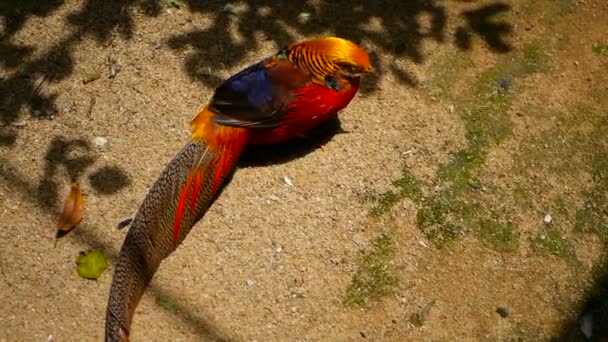 Magnífico y elegante macho de faisán rojo dorado chino, Chrysolophus Pictus al aire libre. aves exóticas silvestres en la naturaleza real — Vídeos de Stock