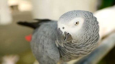 Kırmızı kuyruklu tek eşli Afrika Kongo gri papağan. Arkadaşı Jaco popüler kuş evde beslenen hayvan Ekvator bölgesine yerli olduğunu.