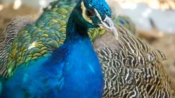 Eleganta exotiska fågelarter, färgstarka konstnärliga fjädrar. Närbild på peacock texturerat fjäderdräkt. Flygande indiska grön påfågel — Stockvideo