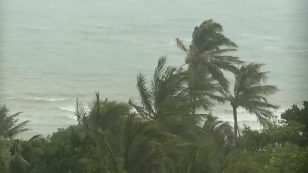 Pemandangan laut selama badai bencana alam. Angin topan yang kuat menggoyangkan pohon kelapa. Badai tropis berat — Stok Video