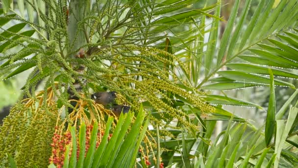 Pequeñas mynas sentadas en un árbol tropical bajo la lluvia. Vista de una pequeña bandada de aves mynas grises sentadas en una palmera verde que se esconde de la ducha. Tailandia . — Vídeo de stock