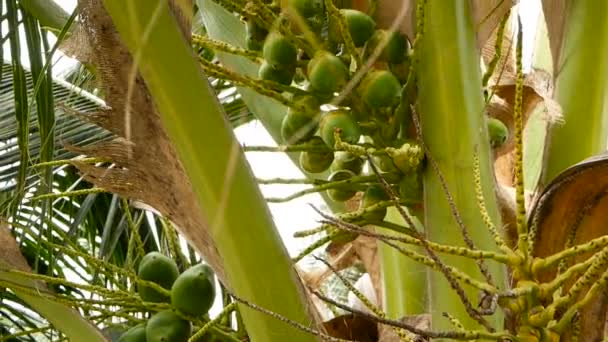 Primer plano de hojas de palmera verde exótica con racimo de fruta de coco fresca y fresca con leche en el interior. Textura natural. Símbolo tropical. Planta perenne de verano. Alimento vegetariano orgánico saludable — Vídeos de Stock