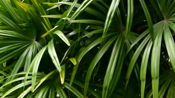 Verduras tropicales exóticas jugosas brillantes en el clima ecuatorial de la selva. Antecedentes con follaje vegetal inusual balanceo. Textura natural con hojas jugosas. La luz del sol en la hoja de palma — Vídeos de Stock