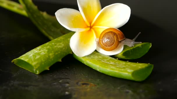 Mollusque marchant sur une feuille d'aloe vera isolée, fond noir avec une fleur tropicale frangipani plumeria. Escargot sérum hydrater cosmétique, concept de spa de beauté. macro gros plan, mise au point douce. Sécrétion de mucus — Video