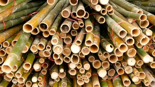 Ronde kruis gesneden bamboe stam bundels in stapel voorbereid voor gebruik als een gebouw constructie materiaal in Azië. Natuurlijke textuur. Stapel gesneden bomen. Ontbossing concept. decor en meubilair bron — Stockvideo