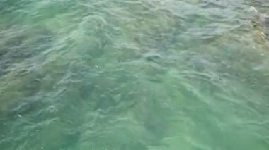 Şeffaf masmavi dalgalanan deniz yüzeyi ile bir yaz gününde mercan yukarıda. Okul pintano balık suyun altında veya egzotik tropik Başçavuş. Doğal okyanus su doku arka plan
