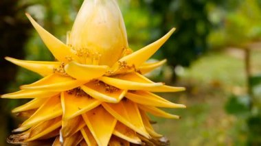 Güzel sarı çiçek bahçesinde. Closeup makro görünümü Çin cüce muz doğal arka plan bulanık. seçici odak.