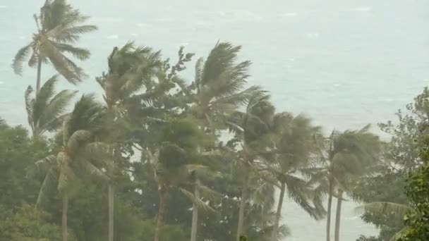 Tengerparti táj természeti katasztrófa hurrikán során. Erős ciklon szél leng kókusz pálmafák találhatók. Nehéz trópusi vihar — Stock videók