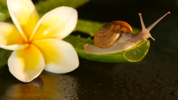 Weekdier lopen op Aloë vera blad geïsoleerd, zwarte achtergrond met frangipani plumeria tropische bloem. Slak Serum hydrateren cosmetische, schoonheid Wellness concept. macro close-up, zachte focus. Slijm afscheiding — Stockvideo