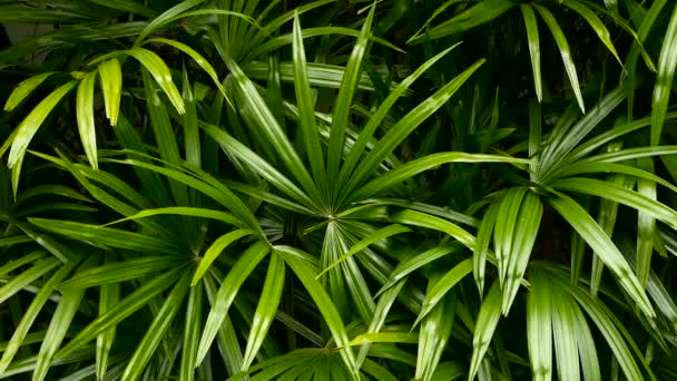 Jasná šťavnatá exotická tropická zeleň v rovníkovém podnebí džungle. Pozadí s neobvyklým listím rostlin se kymácí. Přírodní textura s šťavnatými listy. Sluneční svit na palmovém listu — Stock video
