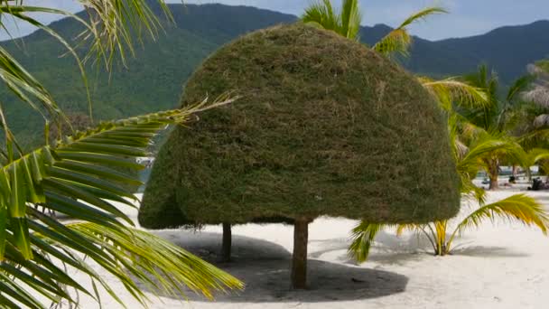 Ongewone, exotische bomen, groene kokospalmen op perfecte witte zandstrand van tropische eiland van Koh Phangan. Malibu Beach landschap. Idyllische zonnige dag, Chaloklum baai. Populaire reisbestemming. Vakantie concept — Stockvideo