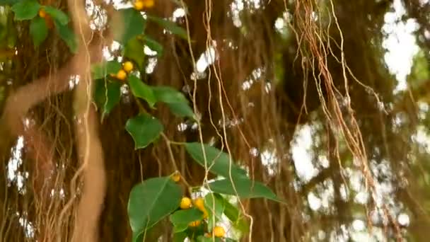 Коричневые длинные воздушные корни большого индийского бананового дерева, свисающего при солнечном свете и ветре. Зеленые листья с желтыми фруктами и боке, размытое пространство для копирования. Естественный абстрактный фон. Тропические джунгли — стоковое видео