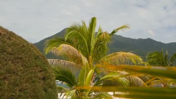 Ovanliga exotiska träd, gröna kokospalmer på tropiska Koh Phangan island. Malibu Beach landskap. Idylliska solig dag på Chaloklum bay. Ett populärt resmål. Semester-konceptet. — Stockvideo