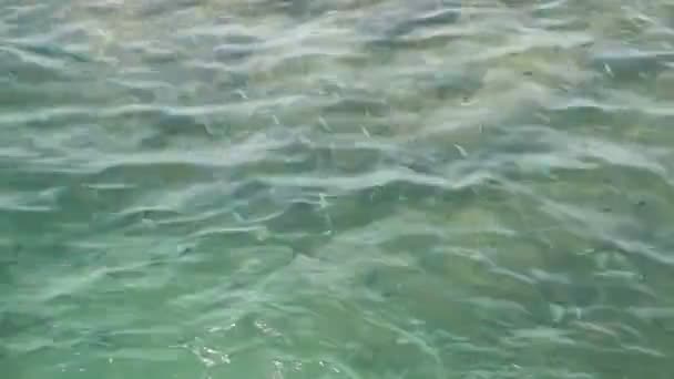 Sobre transparente superficie de mar ondulante azul claro con arrecife de coral por debajo en un día de verano. Escuela de exóticos sargento mayor tropical o peces pintano bajo el agua. Fondo de textura natural del agua del océano — Vídeo de stock