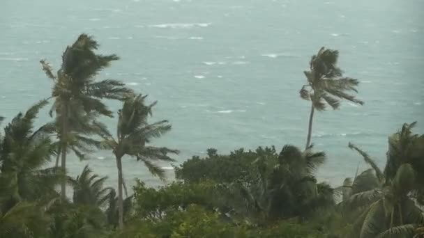 Приморский пейзаж во время стихийного бедствия урагана. Сильный циклон ветра раскачивает кокосовые пальмы. Сильный тропический шторм — стоковое видео