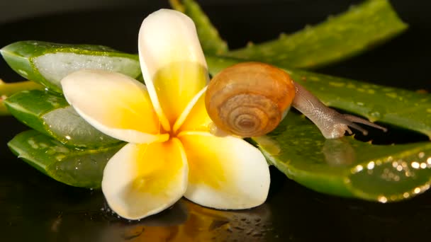 Mollusque marchant sur une feuille d'aloe vera isolée, fond noir avec une fleur tropicale frangipani plumeria. Escargot sérum hydrater cosmétique, concept de spa de beauté. macro gros plan, mise au point douce. Sécrétion de mucus — Video