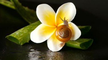 Aloe vera üzerinde yürüme yumuşakça izole, siyah arka plan ile frangipani plumeria tropikal çiçek yaprak. Salyangoz Serum kozmetik, güzellik spa konsept nemlendirir. makro tatlı, yumuşak odak. Mukus salgısı