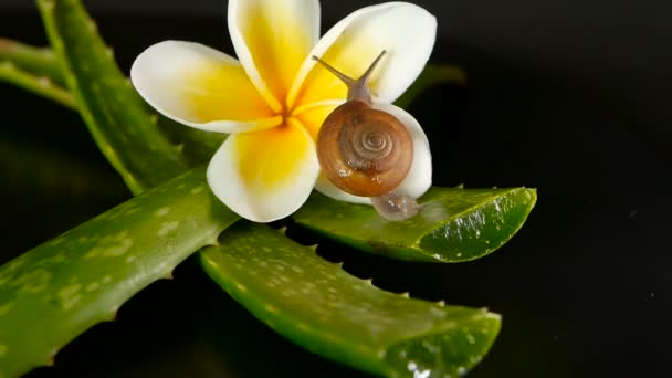 Mollusque marchant sur une feuille d'aloe vera isolée, fond noir avec une fleur tropicale frangipani plumeria. Escargot sérum hydrater cosmétique, concept de spa de beauté. macro gros plan, mise au point douce. Sécrétion de mucus — Video