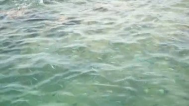 Şeffaf masmavi dalgalanan deniz yüzeyi ile bir yaz gününde mercan yukarıda. Okul pintano balık suyun altında veya egzotik tropik Başçavuş. Doğal okyanus su doku arka plan.