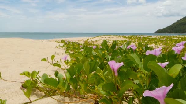 Seashore gewassen door blauwe rustig water. de exotische landschap van de idyllische tropische paradijs van zandige kust bedekt met gras en gewassen door blauwe zee op de achtergrond van de berg en bewolkte hemel — Stockvideo