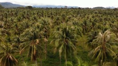 Hava güzel deniz manzarası, tropikal beyaz kumlu plaj, Turkuaz su. En iyi casus uçak görüntülemek egzotik Tayland manzara, Hindistan cevizi palmiye ağaçları, deniz ya da okyanus kıyısında ve dağlar. Tatil, resort, seyahat kavramı