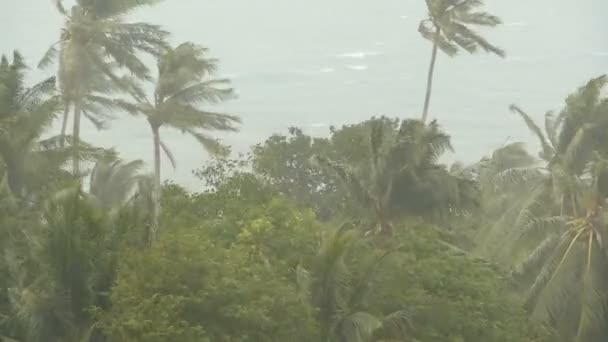Seaside landskapet under naturkatastrofer orkan. Stark cyklon vind gungar kokospalmer. Tunga tropiska stormen — Stockvideo