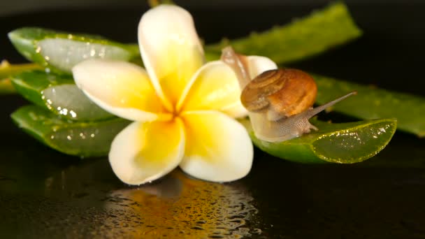 Weichtier, das auf einem isolierten Aloe-Vera-Blatt wandelt, schwarzer Hintergrund mit Frangipani plumeria tropische Blume. Schneckenserum befeuchtet kosmetische, Beauty-Wellness-Konzept. Makro-Nahaufnahme, weicher Fokus. Schleimsekret — Stockvideo