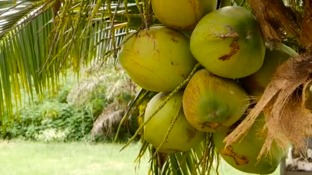 Close-up de folhas de palmeira verde exóticas com aglomerado de jovens frutos de coco redondos frescos com leite no interior. Textura natural. Símbolo tropical. Planta perene de verão. Alimentos vegetarianos orgânicos saudáveis — Vídeo de Stock