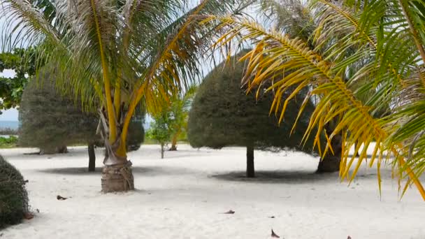 Необычные экзотические деревья, зеленые кокосовые пальмы на идеальном белом песке тропического острова Панган (Koh Phangan). Пейзаж пляжа Малибу. Идиллический солнечный день, залив Чалоклам. Популярное направление путешествия. Концепция отдыха — стоковое видео